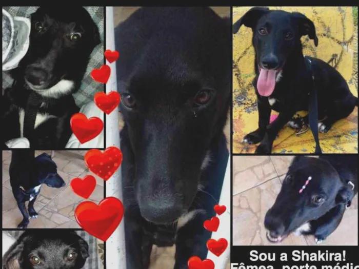 Cachorro ra a SRD idade 1 ano nome Shakira
