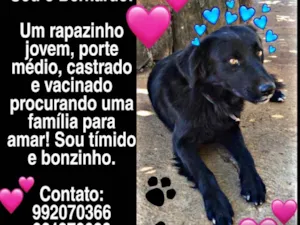 Cachorro raça SRD idade 2 anos nome Bernardo