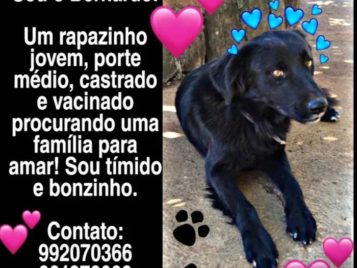Cachorro ra a SRD idade 2 anos nome Bernardo