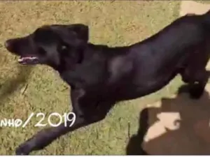 Cachorro raça SRD idade 2 anos nome Biel