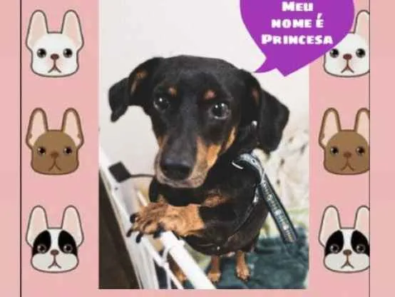 Cachorro ra a SRD idade 1 ano nome Princesa