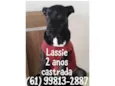 Lassie
