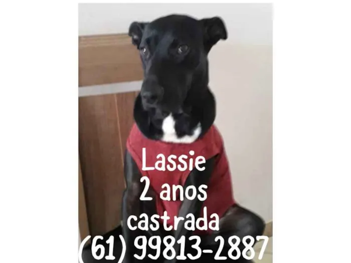 Cachorro ra a SRD idade 2 anos nome Lassie