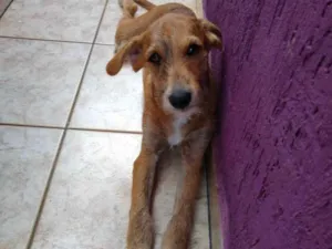 Cachorro raça Sem raça idade 7 a 11 meses nome Lion
