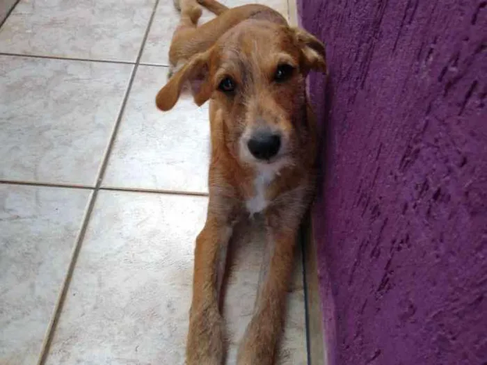 Cachorro ra a Sem raça idade 7 a 11 meses nome Lion
