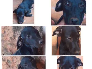 Cachorro raça SRD idade 2 a 6 meses nome Shiva