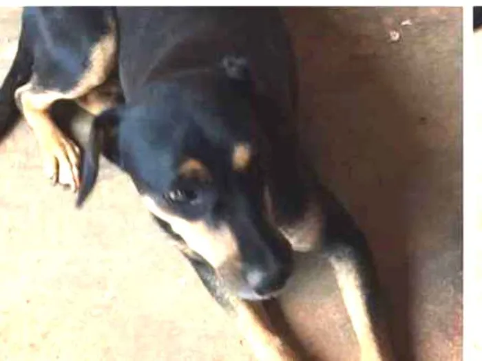 Cachorro ra a SRD idade 2 anos nome Maruska 