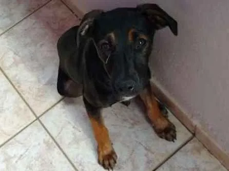 Cachorro ra a Sem raça idade 7 a 11 meses nome Black