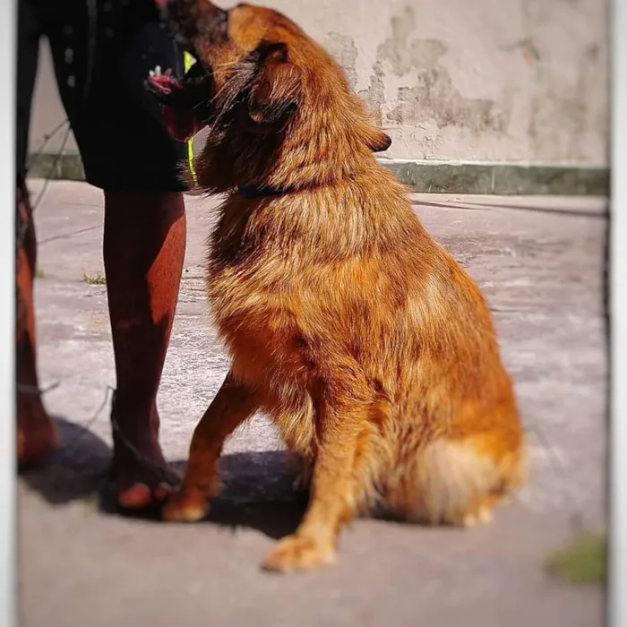 Cachorro ra a SRD idade 1 ano nome BOMBOM