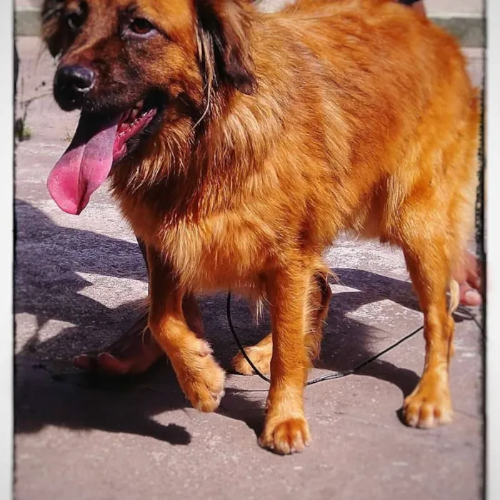 Cachorro ra a SRD idade 1 ano nome BOMBOM