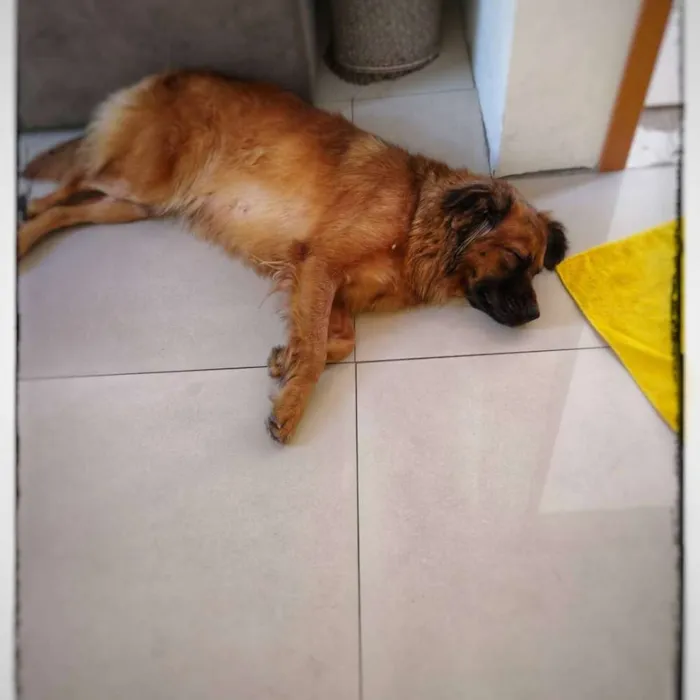 Cachorro ra a SRD idade 1 ano nome BOMBOM