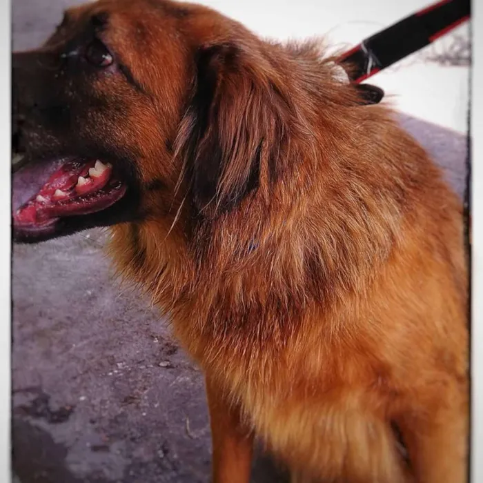 Cachorro ra a SRD idade 1 ano nome BOMBOM
