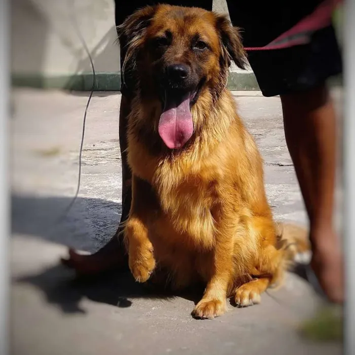 Cachorro ra a SRD idade 1 ano nome BOMBOM