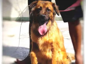Cachorro raça SRD idade 1 ano nome BOMBOM