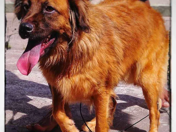 Cachorro ra a SRD idade 1 ano nome BOMBOM