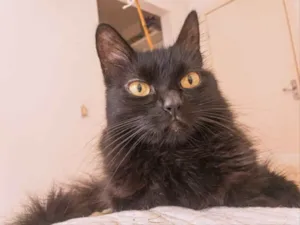 Gato raça SRD idade 7 a 11 meses nome Tatu