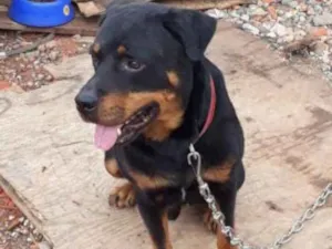 Cachorro raça Rotewaller  idade 2 anos nome Thor