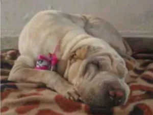 Cachorro raça Sharpei  idade 2 anos nome Sem nome