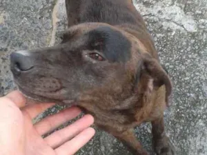 Cachorro raça Labrador com fila idade 1 ano nome Japão
