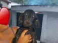 Neguinho