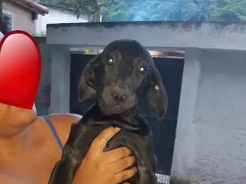 Cachorro raça Vira-lata  idade 2 a 6 meses nome Neguinho