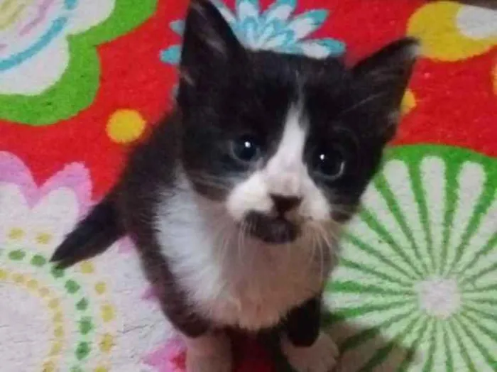 Gato ra a Sem raça idade 2 a 6 meses nome Sem nome