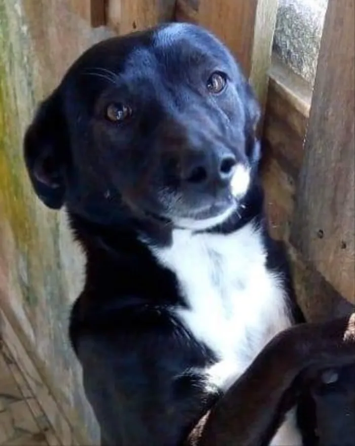 Cachorro ra a Srd idade 4 anos nome Cristal