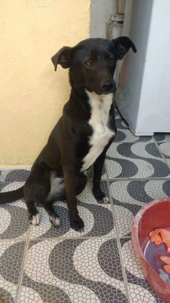 Cachorro ra a Srd idade 4 anos nome Cristal