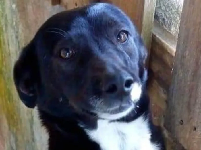 Cachorro ra a Srd idade 4 anos nome Cristal
