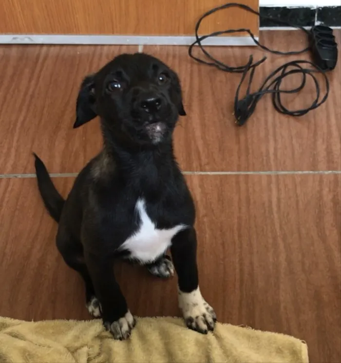Cachorro raça Vira lata  idade 2 a 6 meses nome Pandora 