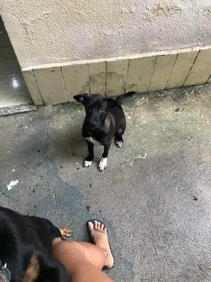 Cachorro raça Vira lata  idade 2 a 6 meses nome Pandora 