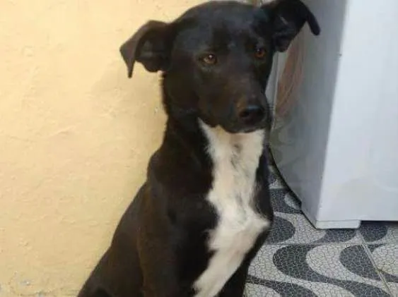 Cachorro ra a Srd idade 4 anos nome Cristal