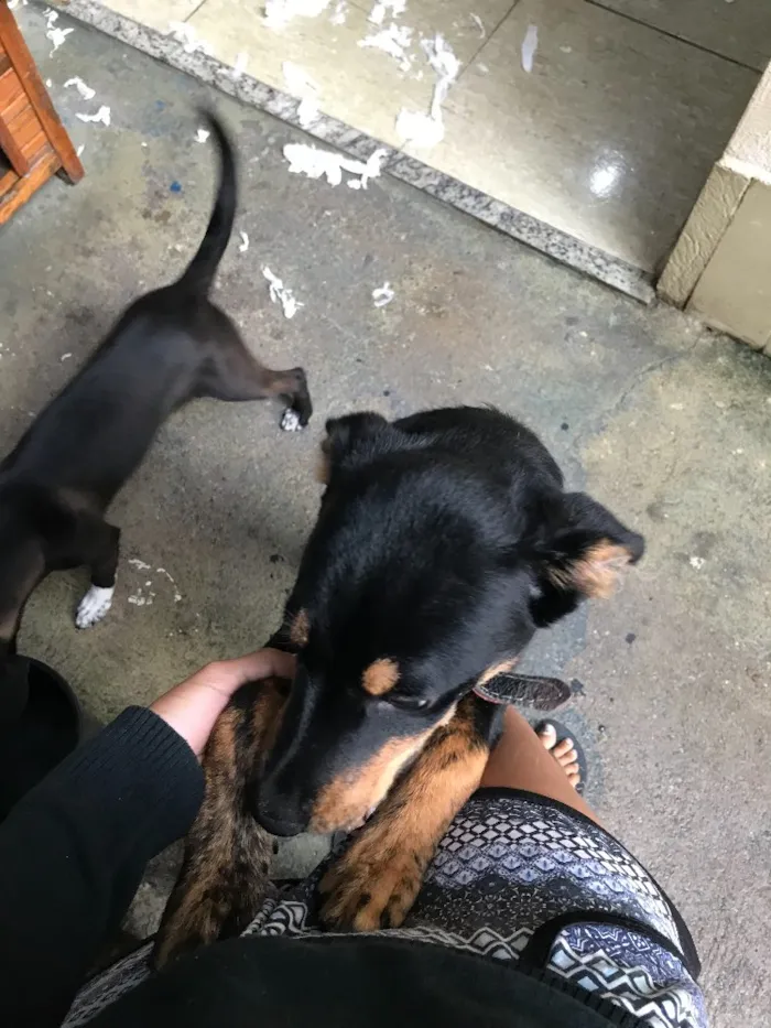 Cachorro raça Rottweiler (não é puro) idade 2 a 6 meses nome Lucky