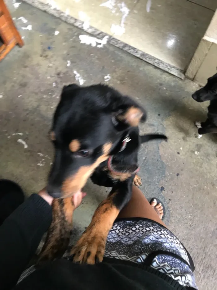 Cachorro raça Rottweiler (não é puro) idade 2 a 6 meses nome Lucky