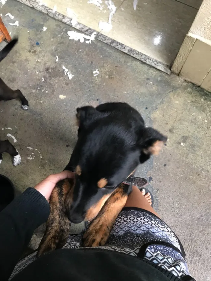 Cachorro raça Rottweiler (não é puro) idade 2 a 6 meses nome Lucky