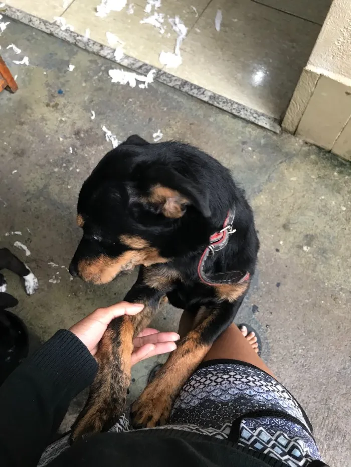 Cachorro raça Rottweiler (não é puro) idade 2 a 6 meses nome Lucky