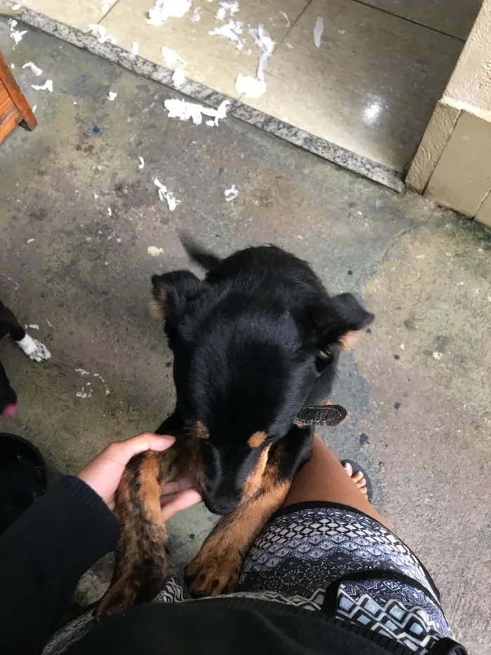 Cachorro raça Rottweiler (não é puro) idade 2 a 6 meses nome Lucky