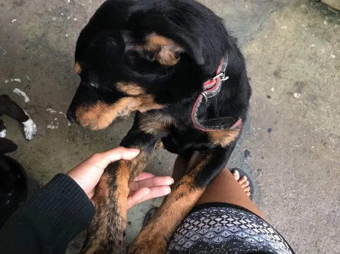 Cachorro raça Rottweiler (não é puro) idade 2 a 6 meses nome Lucky