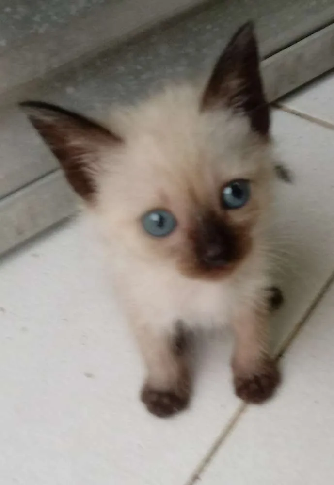 Gato raça Siamês idade 2 a 6 meses nome Sem nomes
