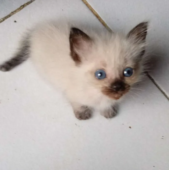 Gato raça Siamês idade 2 a 6 meses nome Sem nomes