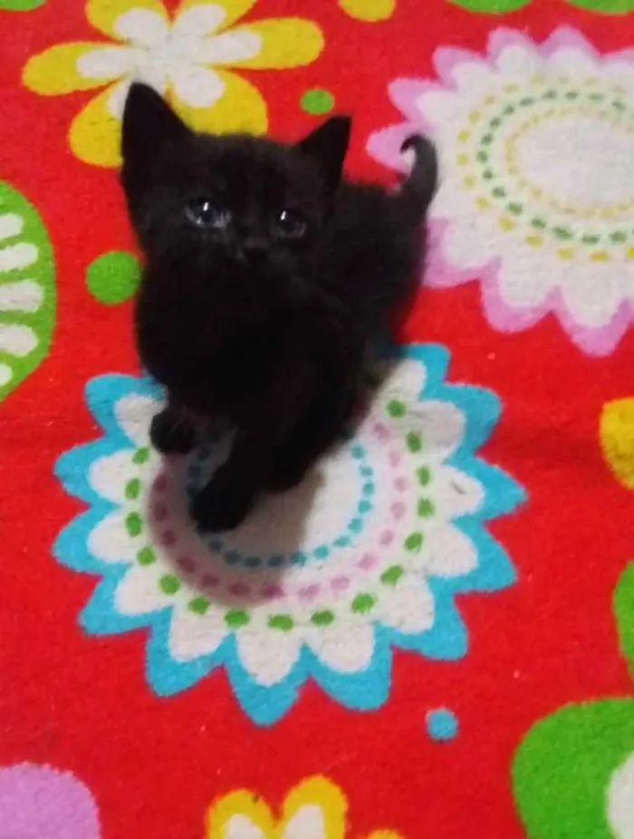 Gato ra a Sem raça idade 2 a 6 meses nome Sem nome