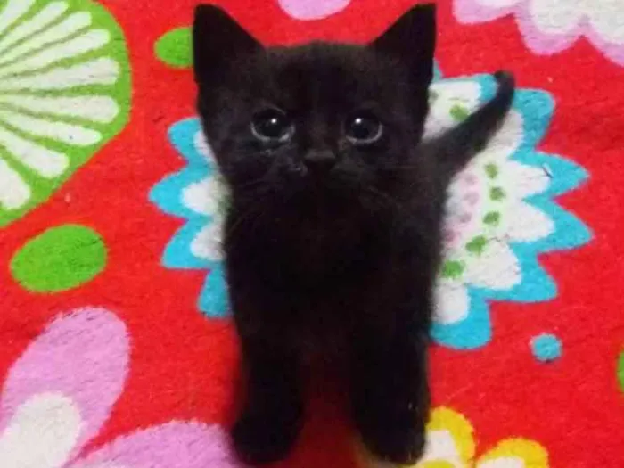 Gato ra a Sem raça idade 2 a 6 meses nome Sem nome