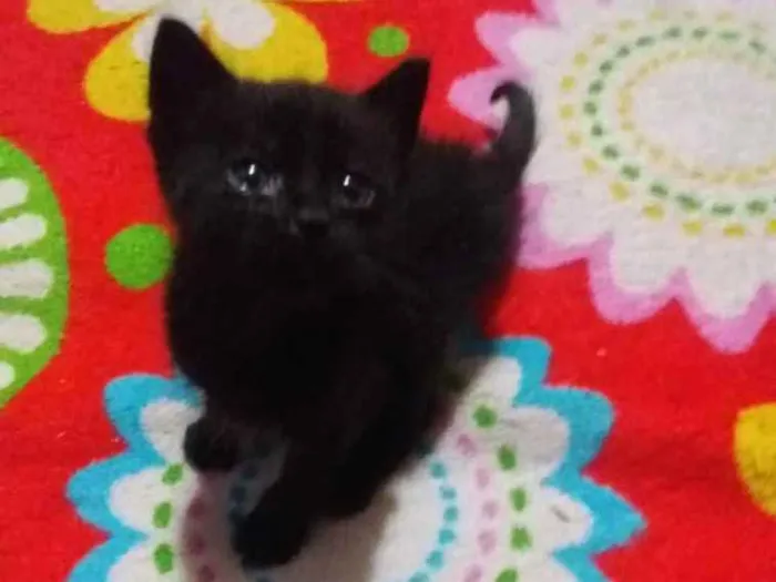 Gato ra a Sem raça idade 2 a 6 meses nome Sem nome