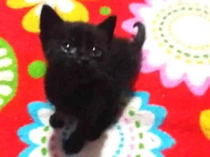Gato raça Sem raça idade 2 a 6 meses nome Sem nome