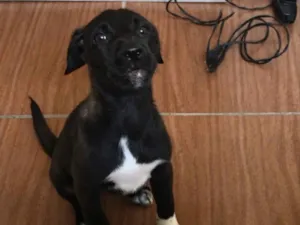 Cachorro raça Vira lata  idade 2 a 6 meses nome Pandora 
