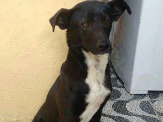 Cachorro ra a Srd idade 4 anos nome Cristal