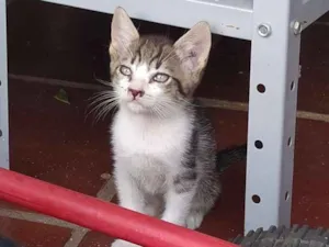 Gato raça Srd idade 2 a 6 meses nome Juca