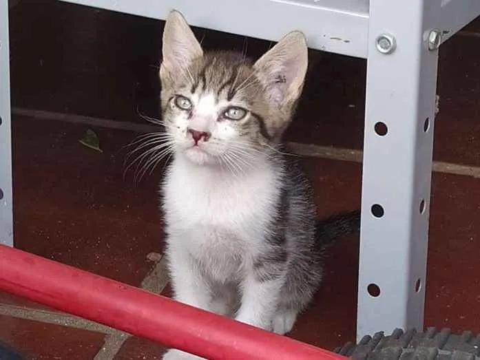 Gato ra a Srd idade 2 a 6 meses nome Juca