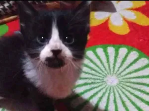 Gato raça Sem raça idade 2 a 6 meses nome Sem nome