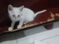 Lulu